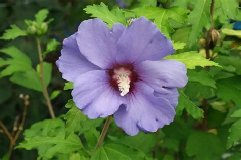 14 Flowers That Look Like Hibiscus Best Hardy Hibiscus Varieties