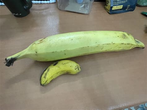 Banana For Banana For Scale Rbananasforscale