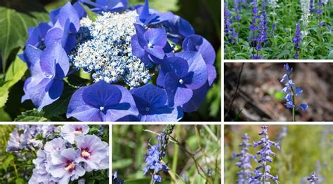 Blue Flowering Shrubs: 17 Blue Flower Bushes For Your Garden | Flowering shrubs, Blue flowering ...