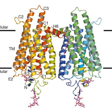 Overall Fold Of Opsin The Two Monomers In The Asymmetric Unit Are