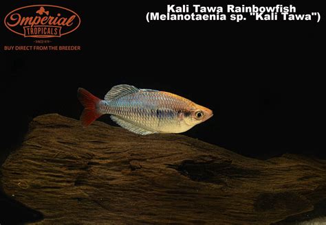 Kali Tawa Rainbowfish Melanotaenia Sp Kali Tawa Shop Imperial