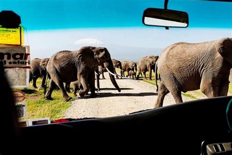 Tripadvisor Bernachtung Im Amboseli Nationalpark Safari Ab Nairobi