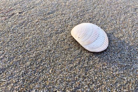 Shell Beach Sand - Free photo on Pixabay - Pixabay