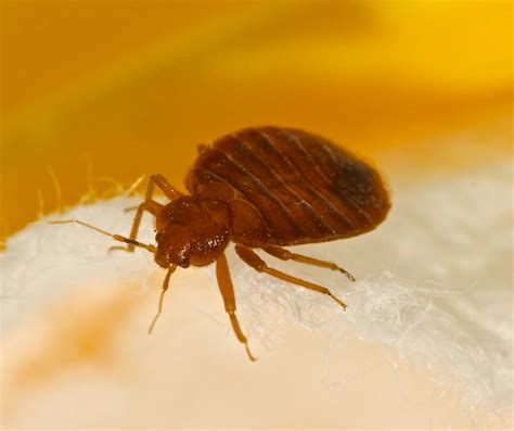 How To Inspect A Home For Bed Bugs Calgary Pest Control