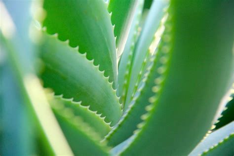 Quels Sont Les Bienfaits De L Aloe Vera