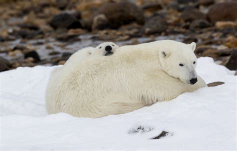 Polar Bear Cub And Mom