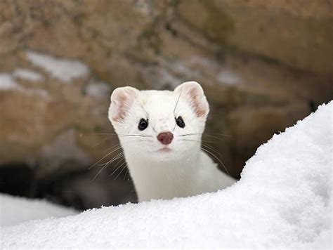 6000 Pictures Of Weasels Stock Photos Pictures And Royalty Free Images