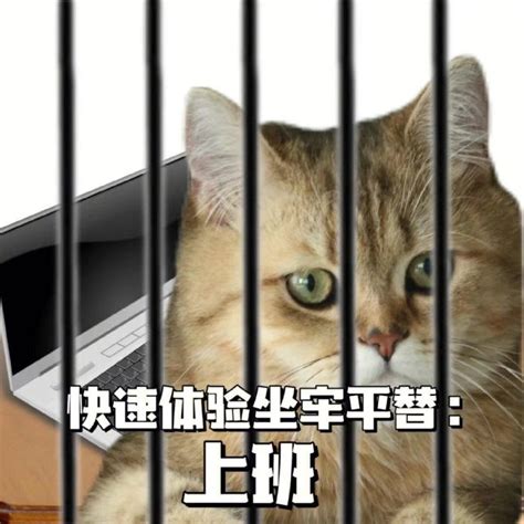 小猫咪灵魂出窍 打工人发疯精神状态表情包图片 配图网