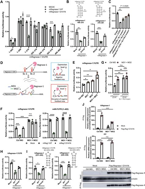 Enhancement Of Regnase Expression With Stem Looptargeting Antisense