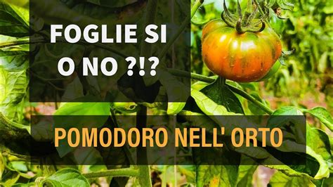 Pomodoro Nell Orto Togliere Le Foglie O Lasciarle Youtube