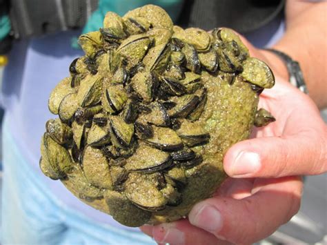 Zebra Mussels Prompt Emergency Rules For Red River Grand Forks Herald