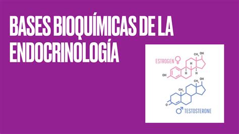 SOLUTION Bases Bioqu Micas De La Endocrinolog A 8 Studypool