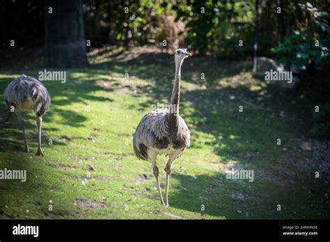 Zoo Vienna Schönbrunn Stock Photo - Alamy