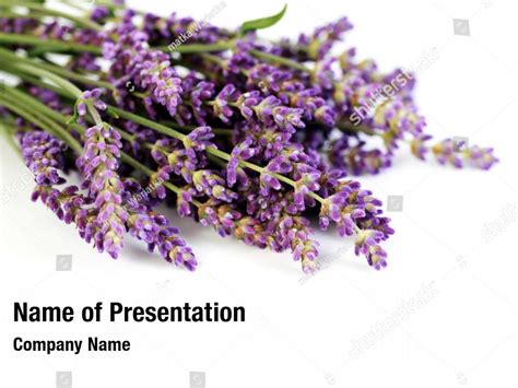 Lavender flowers bunch PowerPoint Template - Lavender flowers bunch ...