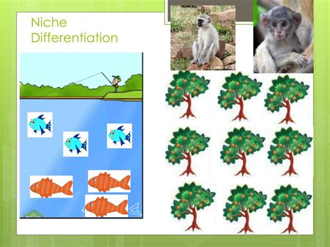 PPT - Biome Adaptations & Niches PowerPoint Presentation, free download - ID:2655272