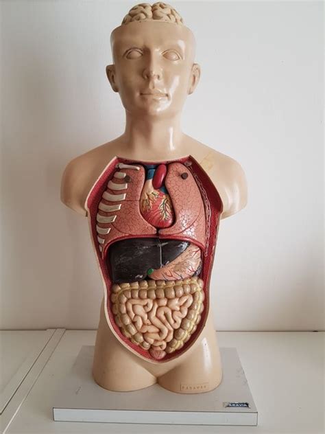 Paravia Anatomical Model 1 Resin Polyester Catawiki