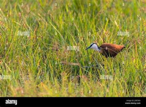 Botswana Okavango Delta Khwai Concession African Jacana