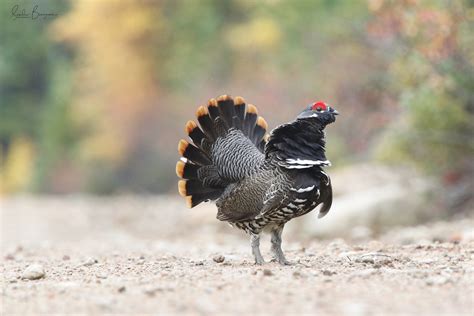 Tétras du Canada Spruce grouse Parc national des Grands Flickr