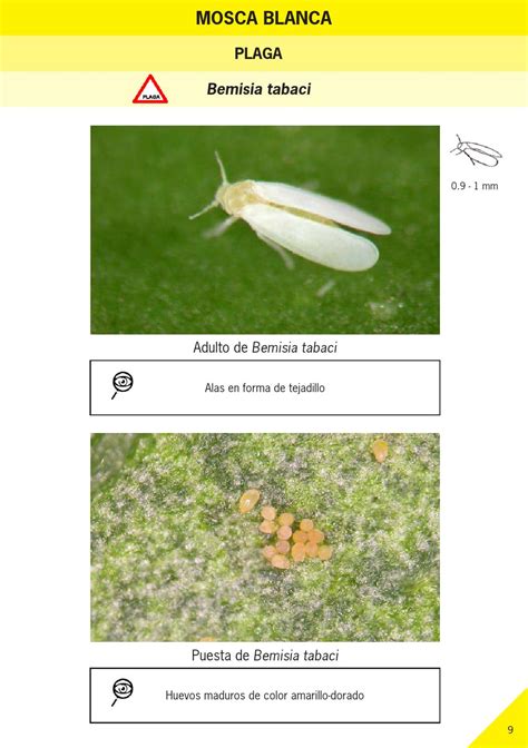 Guía Ilustrada De Plagas Y Enemigos Naturales En Cultivos Hortícolas En