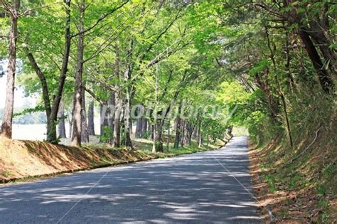 森の小道 写真素材 [ 2507677 ] フォトライブラリー Photolibrary