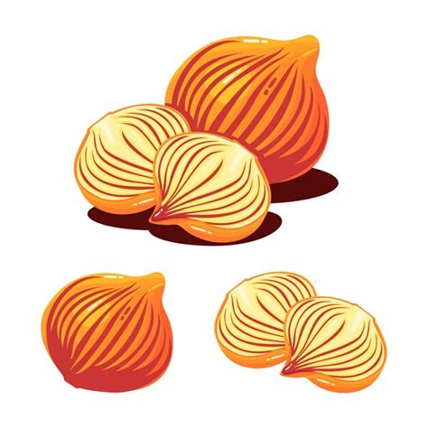 Onion Shallot Premium Vector