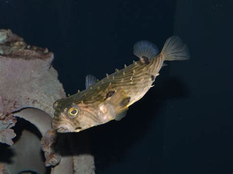 The Online Zoo - Striped Burrfish