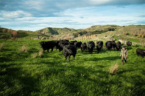 Our Vision Turihaua Angus