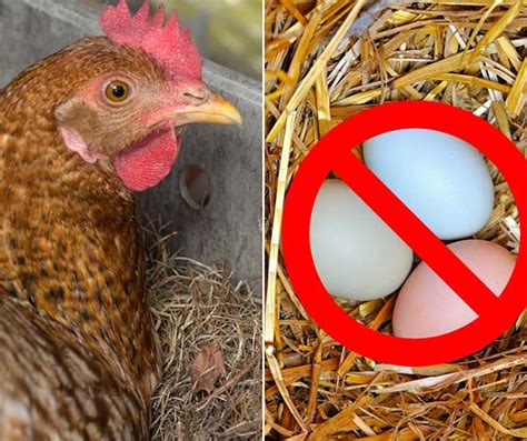 Reasons Your Hens Are Not Laying Eggs