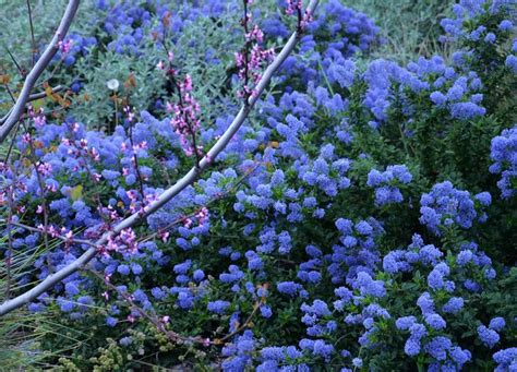 Cercis Occidentalis Western Redbud And Ceanothus Joyce Coulter