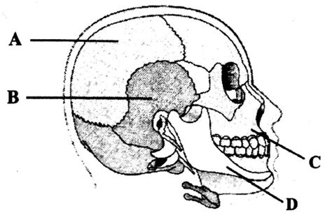 Examine The Given Diagrammatic View Of Human Skull Given Below And Identify The Skull Bones