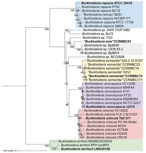 Scielo Brasil Genome Based Taxonomy Of Burkholderia Sensu Lato