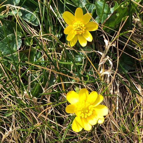 Celendine Sq Diocese St Asaph