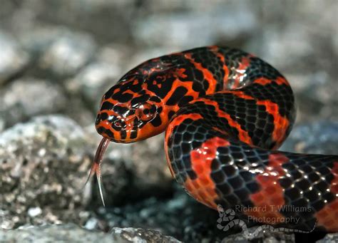 Juvenile Eastern Mud Snake