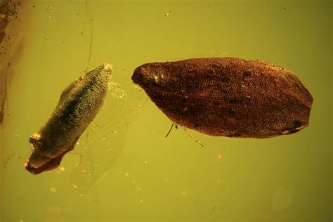 Two Detailed Fossil Plant Leaves (Gymnosperm) In Baltic Amber (#102754 ...