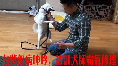 柴犬无法无天咬伤主人它还以为它是家里的王结果狗窝都被训犬师扔了出来 YouTube