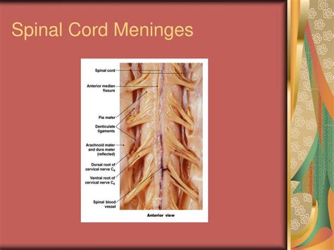 Ppt Cns The Spinal Cord Spinal Nerves And Spinal Reflexes Powerpoint Presentation Id 6681924