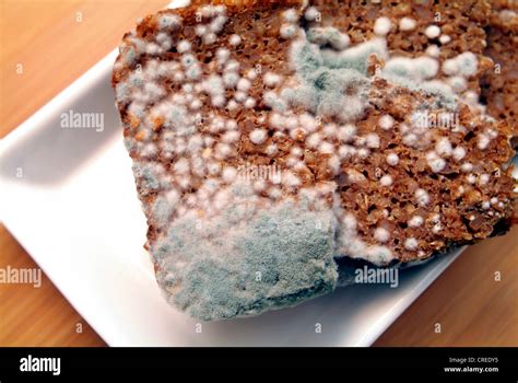 mouldy bread Stock Photo - Alamy