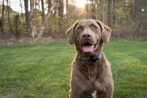 Chiens Qui Aiment L Eau 19 Races Hydrophiles Tractive