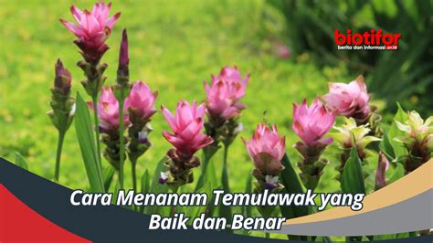 Cara Menanam Temulawak Yang Baik Dan Benar Biotifor