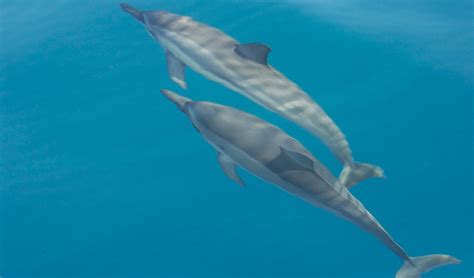 Spinner dolphin facts, distribution & population | BioDB