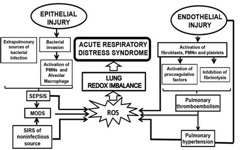 Pathophysiological Approaches of Acute Respiratory Distress syndrome ...