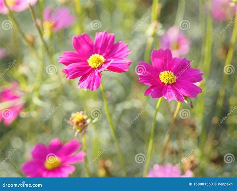 Cosmos De Enxofre Rosa Flores Do Aster Mexicano Florescem Lindamente