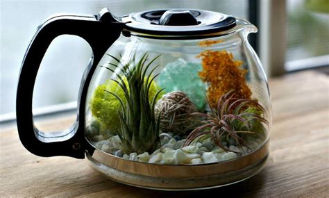 Cr Er Un Terrarium Plante Id Es Pour R Ussir Lart V G Tal En