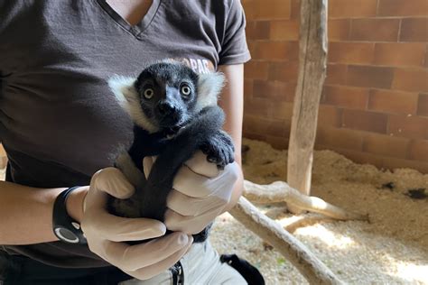 Menacé dextinction dans la nature un bébé vari est né au Bioparc de