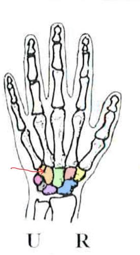 General Anatomy Pt Flashcards Quizlet