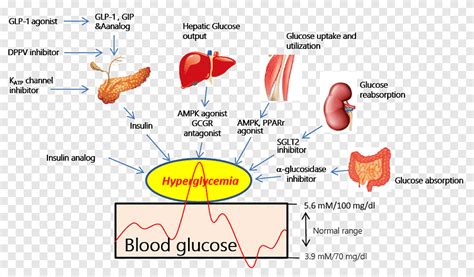 SGLT2 Glucagon Achtige Peptide 1 Receptoragonist Geactiveerd