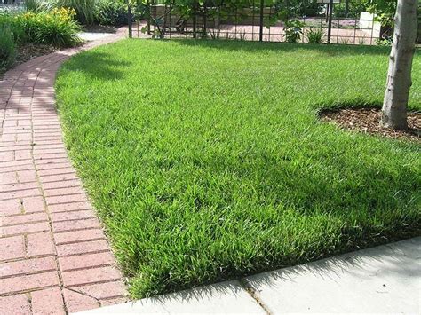 Tall Fescue Grass For Lawn Quiet Corner Fescue Grass Tall Fescue Tall Fescue Grass