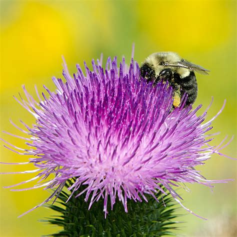 Thistle And Bumble Bee Taken At Tendick Nature Area In Oza Flickr