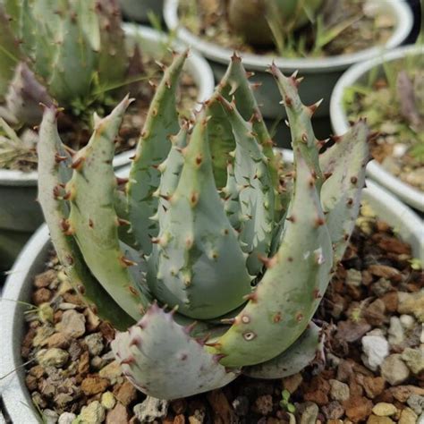 1g Aloe Peglerae Cactus Jungle