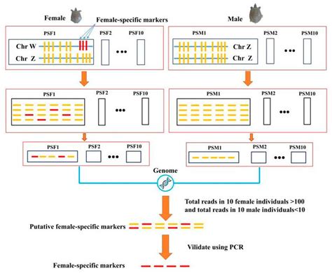 Genes Free Full Text Development And Validation Of Sex Specific Free